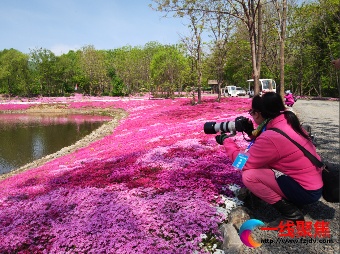 <b>世界上最大的芝樱花海璀璨盛开，全国各地旅游团前来打卡</b>