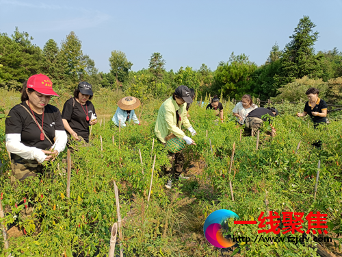 <b>洁飞康养农场|山林美景留人醉 康养生活令人追</b>