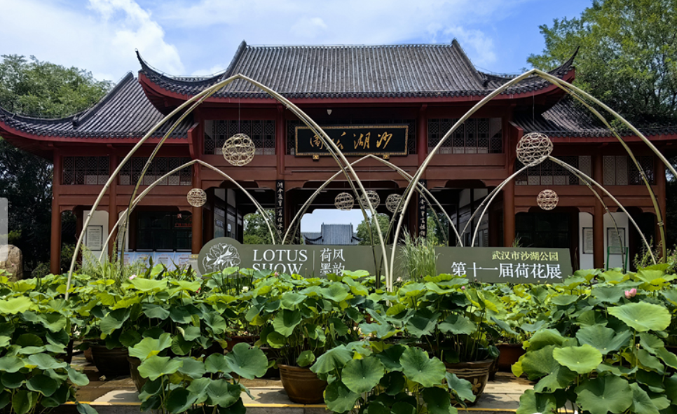 满塘荷韵醉游人 武汉开启荷花观赏季