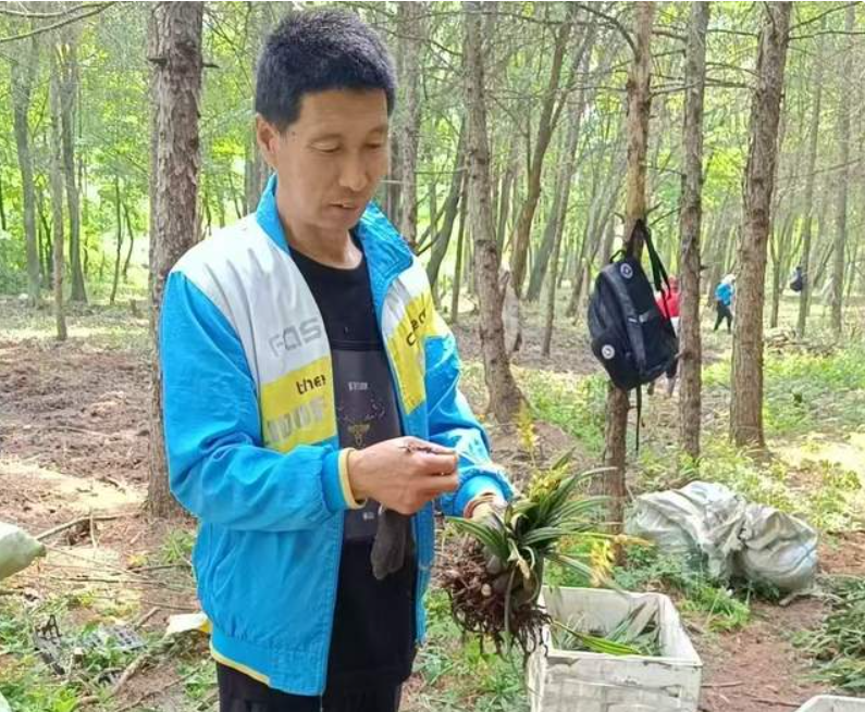 返乡创业农民王海林：山芋头种植 土里刨出“金娃娃”