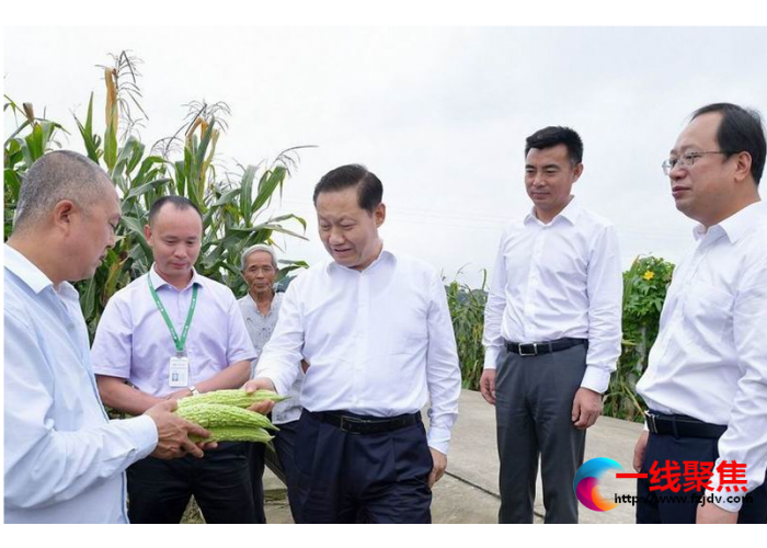 抗洪减灾农业农村局确保粮食安全
