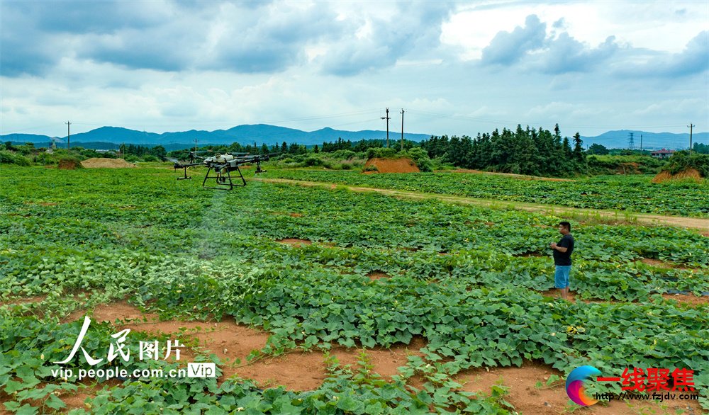 6月10日，江西省新余市仙女湖区河下镇浒溪村，农民飞手正在操控植保无人机对100多亩南瓜进行飞防夏管作业。