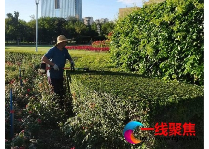 新疆石河子城管局园林绿化养护中心提升养护水平  补植补栽添新绿