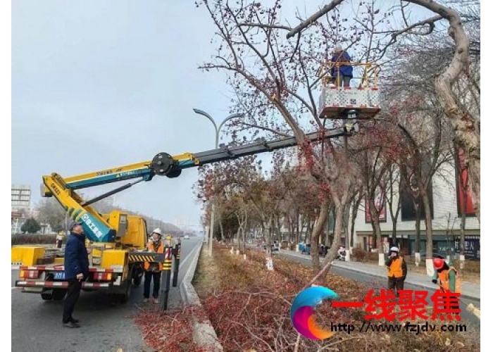 精心做好大树修剪 确保树木安全过冬