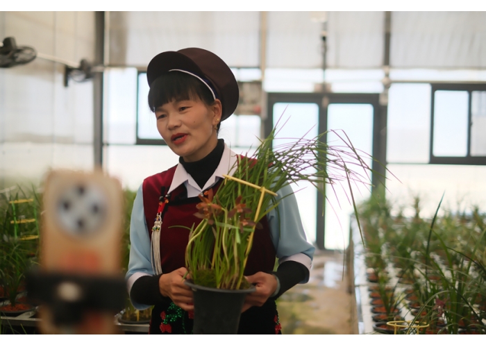新春走基层｜深山小草草致富大产业