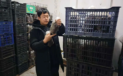 安图县永庆乡：“龙蛋”生金 山芋头拓宽富民路(图2)