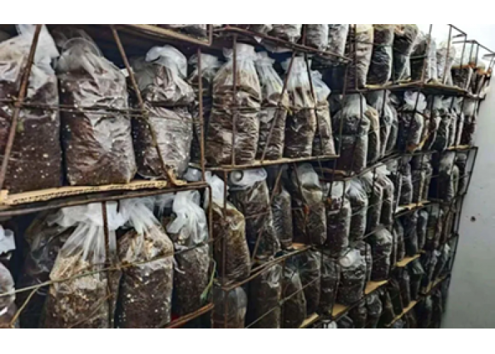 安图县永庆乡:“龙蛋”生金 山芋头拓宽富民路