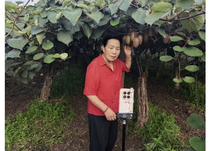 立足乡土深耕特色产业 巾帼吴倩影以猕猴桃绘就乡村振兴壮美画卷