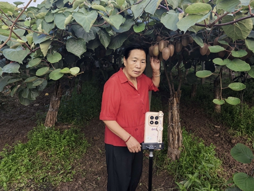 立足乡土深耕特色产业 巾帼吴倩影以猕猴桃绘就乡村振兴壮美画卷(图1) 立足乡土深耕特色产业 巾帼吴倩影以猕猴桃绘就乡村振兴壮美画卷(图1)