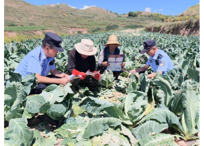 <b>薯菜双安·高山警务临洮县站滩派出所护航乡村振兴“致富路”</b>